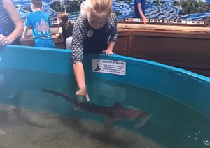 Child touching a shark in aquarium.